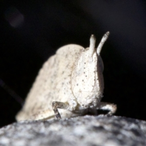 Goniaea sp. (genus) at Canberra Central, ACT - 6 May 2018 12:58 PM