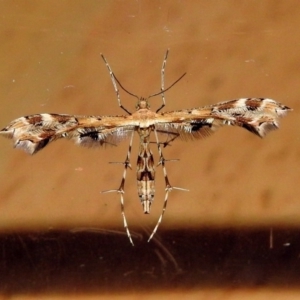 Sphenarches anisodactylus at Macarthur, ACT - 6 May 2018