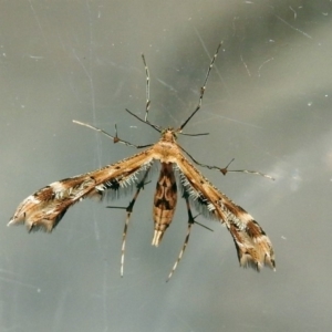 Sphenarches anisodactylus at Macarthur, ACT - 6 May 2018 01:27 PM