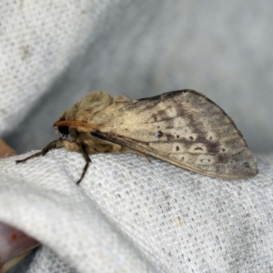 Oxycanus silvanus at O'Connor, ACT - 5 May 2018