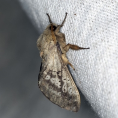 Oxycanus silvanus at O'Connor, ACT - 5 May 2018