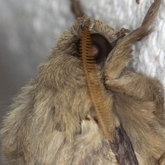 Oxycanus silvanus at O'Connor, ACT - 5 May 2018