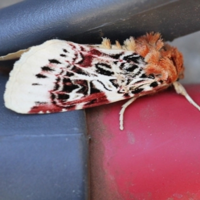 Spodoptera picta (A Noctuid moth) at Dignams Creek, NSW - 6 May 2018 by Maggie1