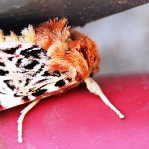 Spodoptera picta at Dignams Creek, NSW - 6 May 2018 12:50 PM