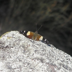 Vanessa itea (Yellow Admiral) at Mount Taylor - 5 May 2018 by MatthewFrawley