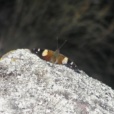 Vanessa itea (Yellow Admiral) at Torrens, ACT - 6 May 2018 by MatthewFrawley