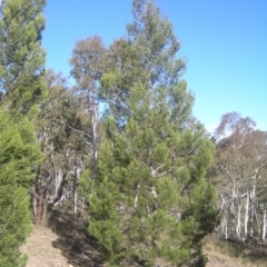 Callitris endlicheri (Black Cypress Pine) at Kambah, ACT - 6 May 2018 by MatthewFrawley
