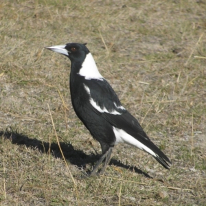 Gymnorhina tibicen at Mount Taylor - 6 May 2018 03:02 PM