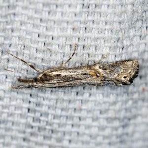 Hednota longipalpella at O'Connor, ACT - 5 May 2018 11:16 PM