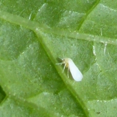 Aleyrodidae sp. (family) (Whitefly) at Reid, ACT - 5 May 2018 by JanetRussell