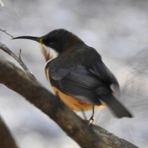 Acanthorhynchus tenuirostris at Aranda, ACT - 5 May 2018