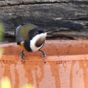 Acanthorhynchus tenuirostris at Aranda, ACT - 5 May 2018