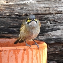 Caligavis chrysops (Yellow-faced Honeyeater) at Aranda, ACT - 5 May 2018 by KMcCue