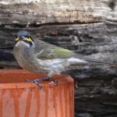 Caligavis chrysops at Aranda, ACT - 5 May 2018