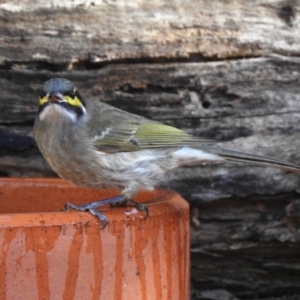 Caligavis chrysops at Aranda, ACT - 5 May 2018