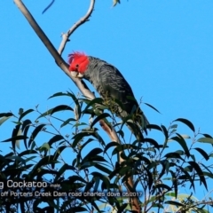 Callocephalon fimbriatum (Gang-gang Cockatoo) at Morton National Park - 1 May 2018 by Charles Dove