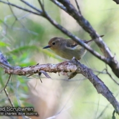 Sericornis magnirostra (Large-billed Scrubwren) at Garrads Reserve Narrawallee - 6 May 2018 by CharlesDove