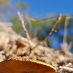 Lentinus arcularius (Fringed Polypore) at Coombs, ACT - 5 May 2018 by ClubFED