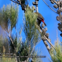 Stagonopleura bella (Beautiful Firetail) at Morton National Park - 1 May 2018 by Charles Dove