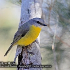 Eopsaltria australis (Eastern Yellow Robin) at Garrads Reserve Narrawallee - 5 May 2018 by CharlesDove