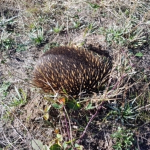 Tachyglossus aculeatus at Molonglo Valley, ACT - 5 May 2018