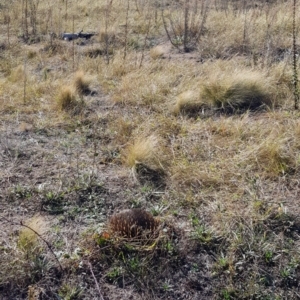 Tachyglossus aculeatus at Molonglo Valley, ACT - 5 May 2018