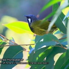Nesoptilotis leucotis (White-eared Honeyeater) at Morton National Park - 2 May 2018 by CharlesDove