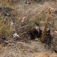 Tachyglossus aculeatus (Short-beaked Echidna) at Molonglo River Reserve - 5 May 2018 by ClubFED