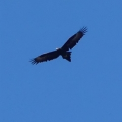 Aquila audax (Wedge-tailed Eagle) at Hackett, ACT - 6 May 2018 by WalterEgo