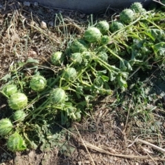 Cucumis myriocarpus (Prickly Paddy Melon) at Gungahlin, ACT - 2 Apr 2018 by ClubFED