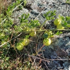 Cucumis myriocarpus at Gungahlin, ACT - 2 Apr 2018