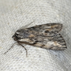 Chlenias nodosus (A geometer moth) at O'Connor, ACT - 5 May 2018 by ibaird