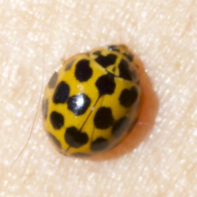 Harmonia conformis (Common Spotted Ladybird) at Majura, ACT - 6 May 2018 by jbromilow50