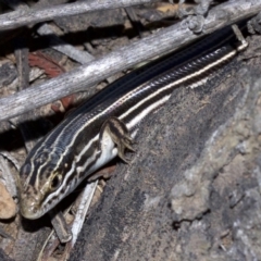 Ctenotus taeniolatus (Copper-tailed Skink) at Canberra Central, ACT - 6 May 2018 by jb2602