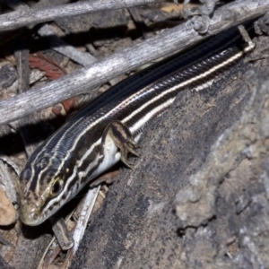Ctenotus taeniolatus at Canberra Central, ACT - 6 May 2018 02:05 PM
