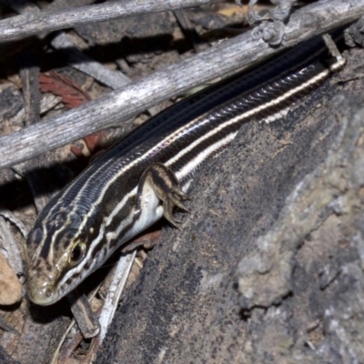 Ctenotus taeniolatus (Copper-tailed Skink) at Canberra Central, ACT - 6 May 2018 by jb2602