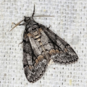 Smyriodes undescribed species nr aplectaria at O'Connor, ACT - 5 May 2018 11:14 PM