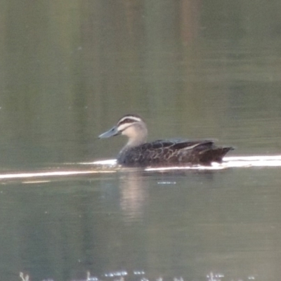 Anas superciliosa (Pacific Black Duck) at Paddys River, ACT - 9 Apr 2018 by michaelb