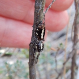 Sandalodes scopifer at Dunlop, ACT - 6 May 2018 02:21 PM