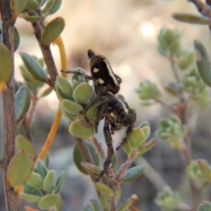 Sandalodes scopifer at Dunlop, ACT - 6 May 2018 02:21 PM