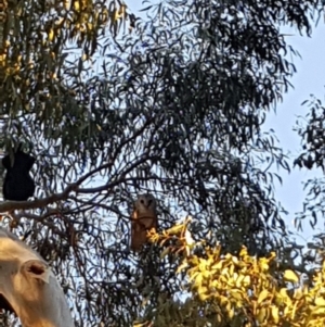 Tyto alba at Kambah, ACT - 5 May 2018