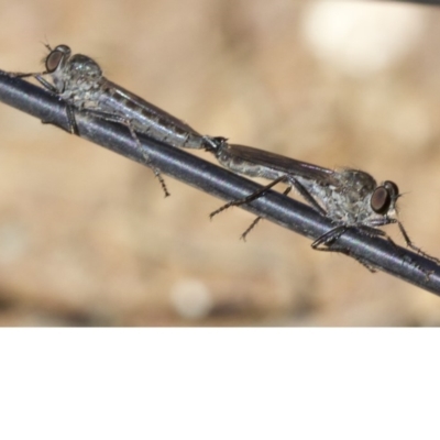 Cerdistus sp. (genus) (Yellow Slender Robber Fly) at Mount Majura - 6 May 2018 by jb2602