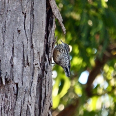 Cormobates leucophaea (White-throated Treecreeper) at Mirador, NSW - 1 May 2018 by RossMannell