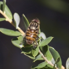 Eristalinus (genus) (A Hover Fly) at Guerilla Bay, NSW - 24 Apr 2018 by jb2602