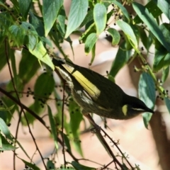 Meliphaga lewinii (Lewin's Honeyeater) at Merimbula, NSW - 1 May 2018 by RossMannell