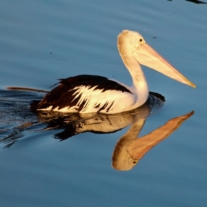 Pelecanus conspicillatus at Merimbula, NSW - 1 May 2018 08:08 AM