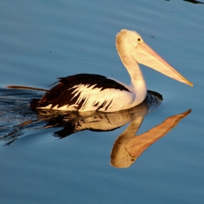 Pelecanus conspicillatus (Australian Pelican) at Merimbula, NSW - 30 Apr 2018 by RossMannell