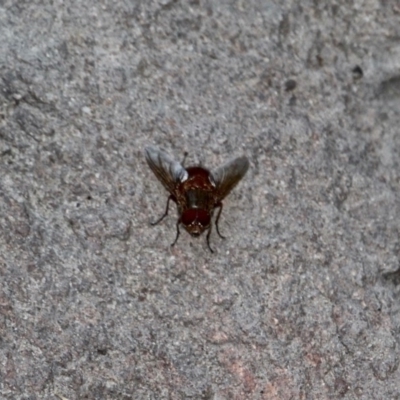 Platystomatidae (family) (Unidentified signal fly) at Mirador, NSW - 30 Apr 2018 by RossMannell