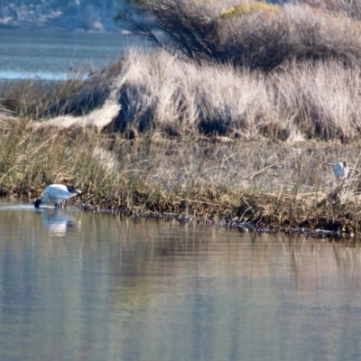 Threskiornis molucca (Australian White Ibis) at Merimbula, NSW - 1 May 2018 by RossMannell