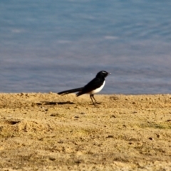 Rhipidura leucophrys (Willie Wagtail) at Merimbula, NSW - 1 May 2018 by RossMannell